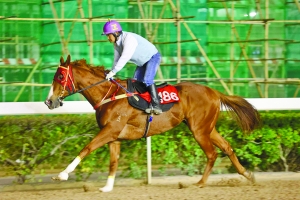 澳門今晚開特馬四不像圖,澳門今晚開特馬四不像圖，揭示違法犯罪的危害與應(yīng)對之策