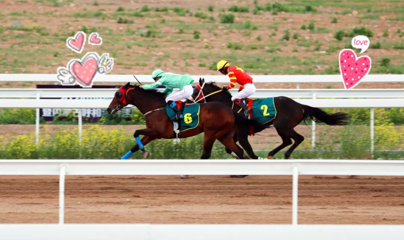 今晚澳門特馬開什么今晚四不像,今晚澳門特馬揭曉，四不像的奇幻之旅