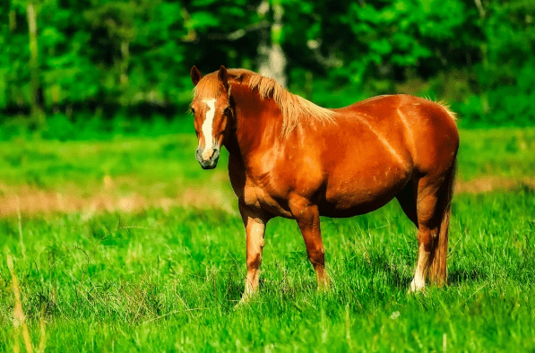 2024今晚澳門開特馬四不像,探索澳門特馬，四不像的魅力與期待