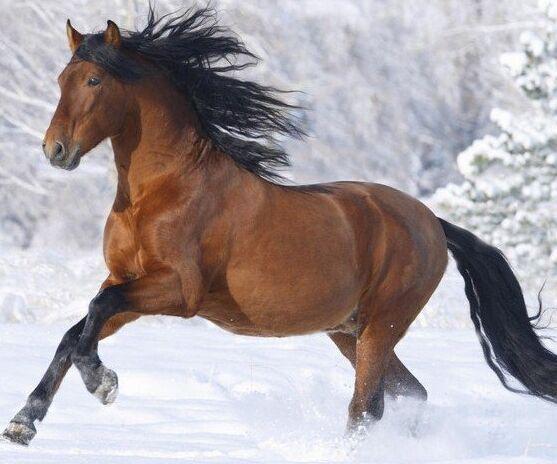 今晚澳門馬出什么特馬,今晚澳門馬會出哪些特馬？探索馬會文化的魅力與神秘預(yù)測