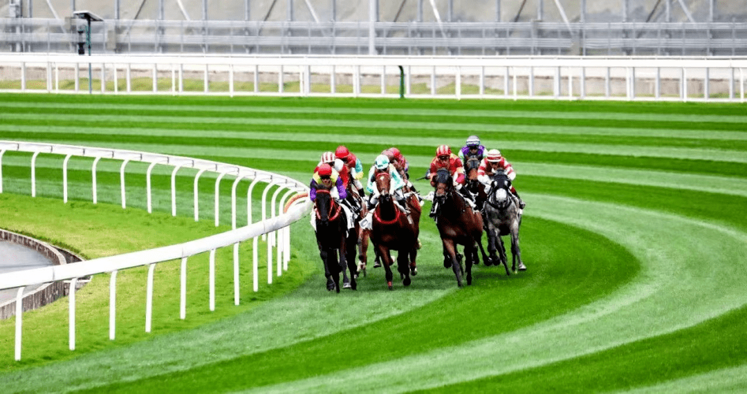 930香港馬精準資料,香港賽馬精準資料，探索930賽事的奧秘