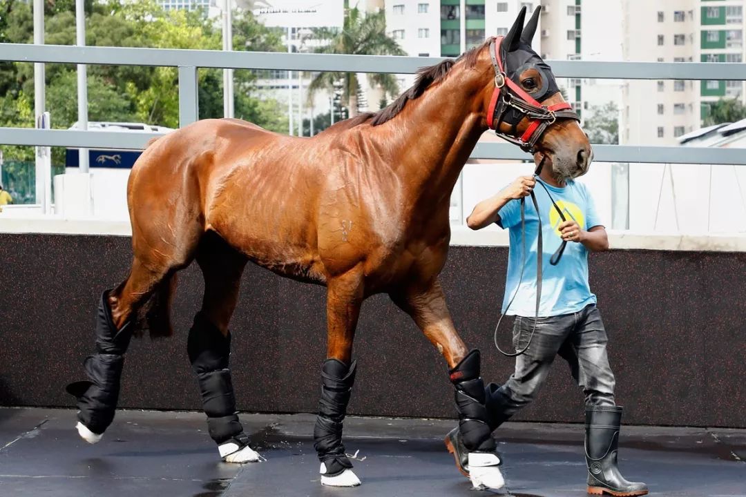 今晚澳門(mén)特馬開(kāi)什么今晚四不像,今晚澳門(mén)特馬開(kāi)什么，探索未知的神秘之旅