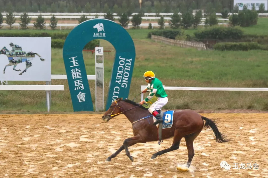 新澳今天開什么特馬,新澳今天開什么特馬，探索賽馬運動的魅力與奧秘