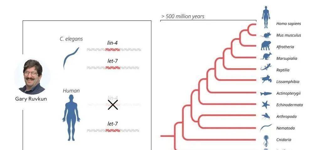 2024香港內(nèi)部最準(zhǔn)資料,揭秘香港內(nèi)部最準(zhǔn)資料，深度解讀香港未來藍(lán)圖（2024展望）