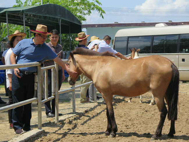 澳門今晚開(kāi)特馬四不像圖,澳門今晚開(kāi)特馬四不像圖——探索澳門賽馬文化的獨(dú)特魅力