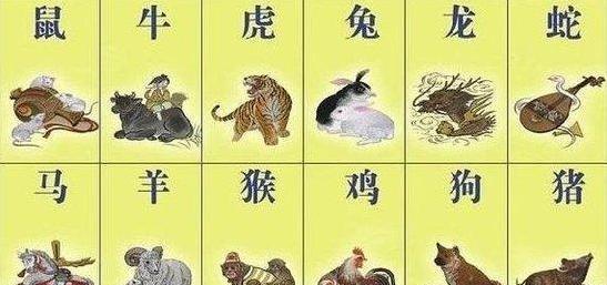 一肖一碼,一肖一碼，探索數(shù)字與生肖的奧秘