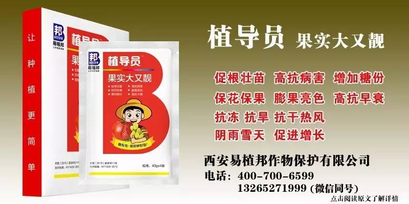 澳門王中王100%期期中一期,澳門王中王100%期期中一期，揭秘彩票背后的秘密