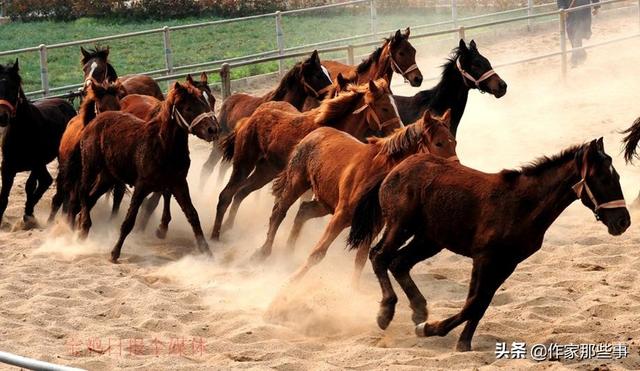 2025今晚澳門開特馬四不像,探索未知，今晚澳門特馬四不像的奧秘與期待