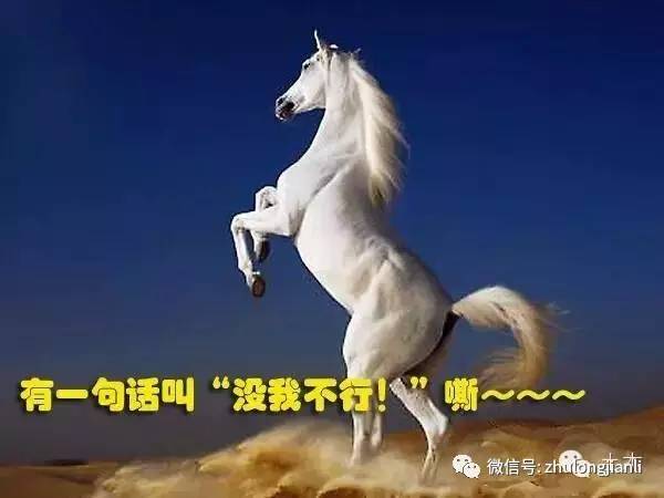 今晚澳門馬出什么特馬,今晚澳門馬出什么特馬，探索澳門賽馬世界的神秘面紗