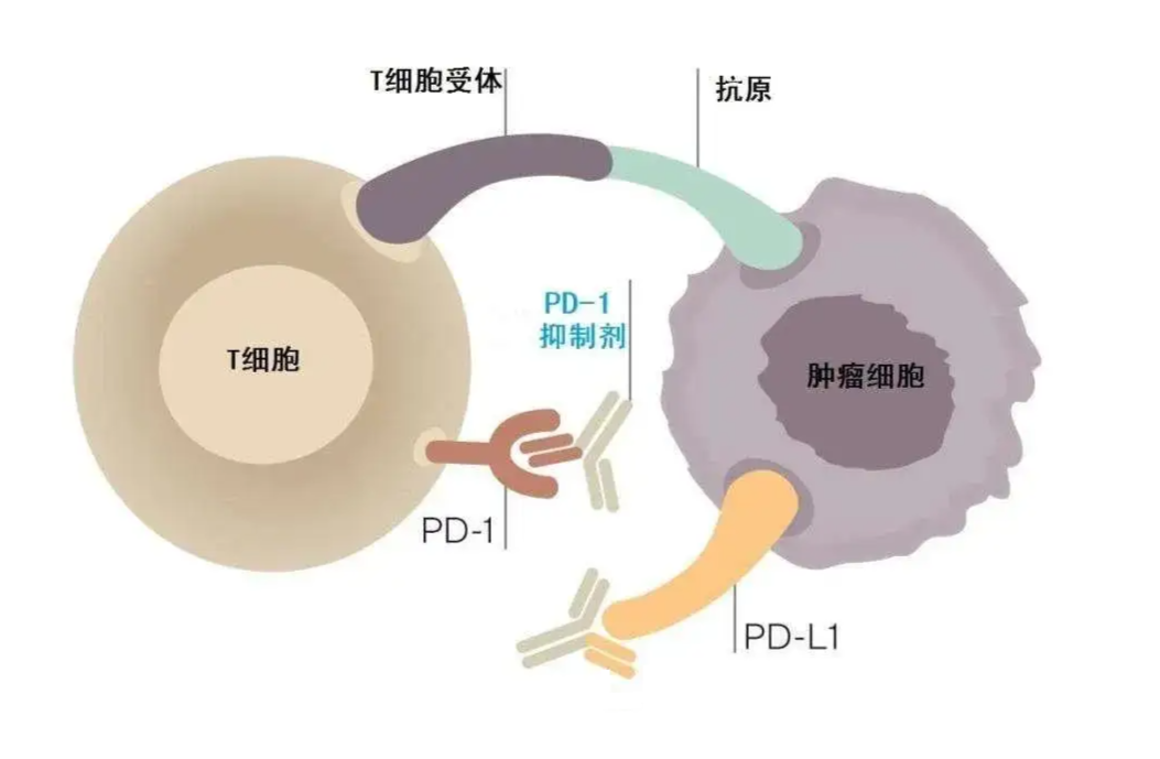 新澳精準(zhǔn)資料免費(fèi)提供265期003期 11-22-07-39-42-18T：06,新澳精準(zhǔn)資料免費(fèi)提供，探索第265期與第003期的奧秘（11-22-07-39-42-18T，06）